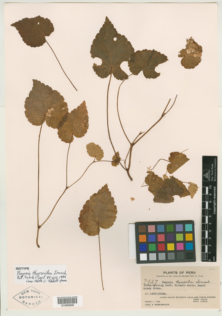 B. thyrsoidea